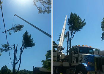 Tree Removal Trimming Service MD